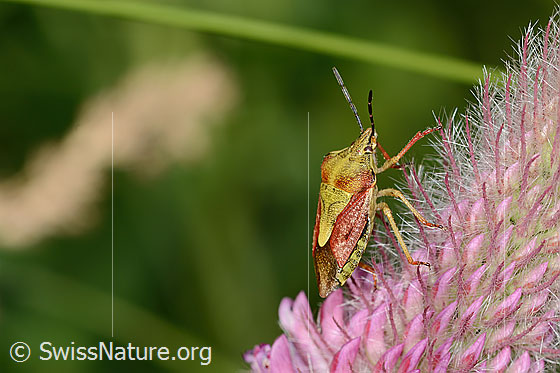 Foto: Wahrscheinlich Purpur-Fruchtwanze (Carpocoris purpureipennis) an Purpur-Klee (Trifolium rubens). Länge 11 - 14mm. Ansicht von seitlich oben.