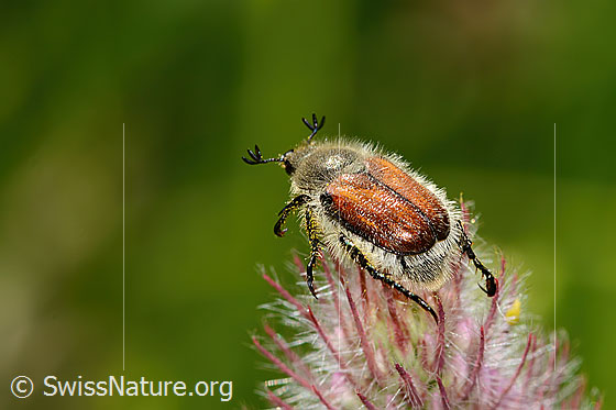 Foto: Getreidelaubkäfer (Chaetopteroplia segetum) an Purpur-Klee (Trifolium rubens). Länge 10mm. Ansicht von hinten oben.