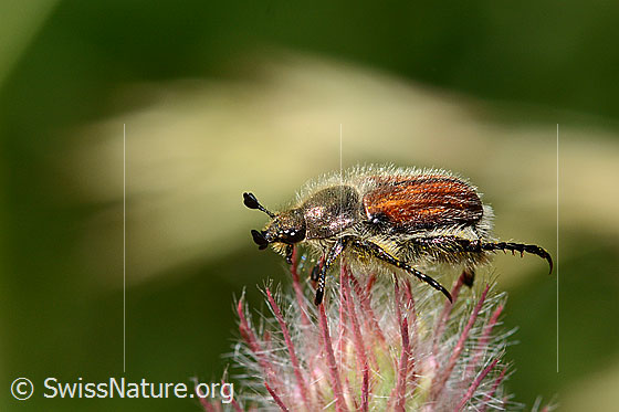 Foto: Getreidelaubkäfer (Chaetopteroplia segetum) an Purpur-Klee (Trifolium rubens). Länge 10mm. Ansicht von der Seite.