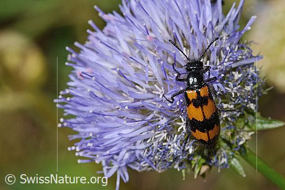 Foto: Veränderlicher Ölkäfer (Mylabris variabilis) auf Berg-Jasione (Jasione montana). Länge 15mm. Ansicht von oben.