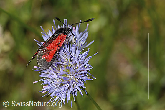 Thymian-Widderchen (Zygaena purpuralis) auf Berg-Jasione (Jasione montana)