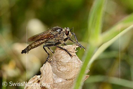Foto: Schlichte Raubfliege (Machimus rusticus). Länge 15 - 25mm. Männchen. Ansicht von der Seite.