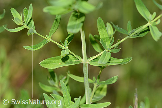 Foto: Gemeines Johanniskraut (Hypericum perforatum). Stängel und Blätter.