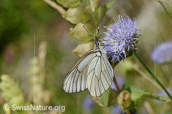 Foto: Baumweissling (Aporia crataegi) an Berg-Jasione (Jasione montana). Flügel geschlossen. Ansicht von der Seite.
