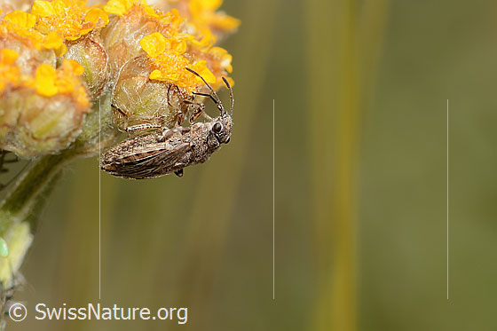 Foto: Ortholomus punctipennis (Bodenwanze) an Gelbe Schafgarbe (Achillea tomentosa). Länge 6mm. Ansicht von seitlich oben.