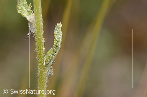 Foto: Gelbe Schafgarbe (Achillea tomentosa). Stängel und Stängelblatt.