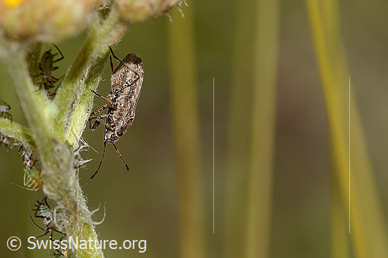 Foto: Ortholomus punctipennis (Bodenwanze) an Gelbe Schafgarbe (Achillea tomentosa). Länge 6mm. Ansicht von der Seite.
