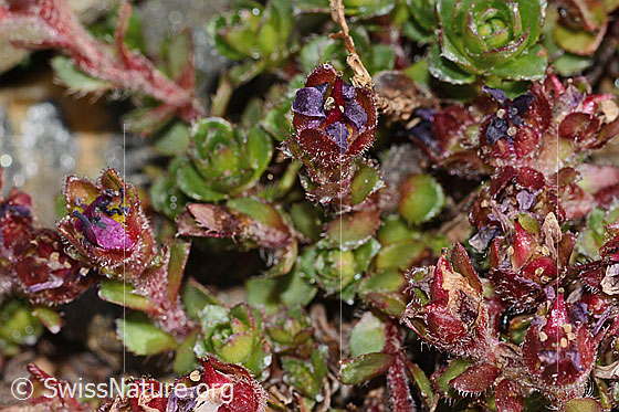 Photo: Saxifraga biflora. Blossoms and leaves. Withered. Height: 2.5cm.