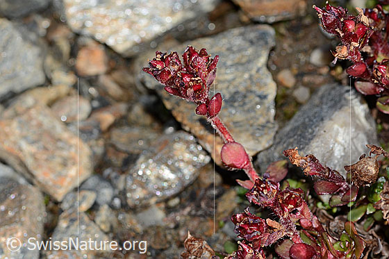Photo: Saxifraga biflora. Stem and blossom. Withered. Height: 4.5cm.