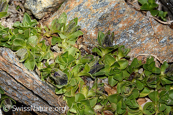 Photo: Campanula cenisia. Whole plant (habiti). Blossoms still closed. Height: approx. 1cm.