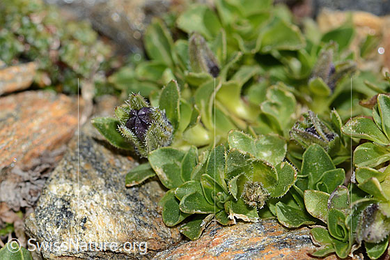 Photo: Campanula cenisia. Leaves and closede blossoms.