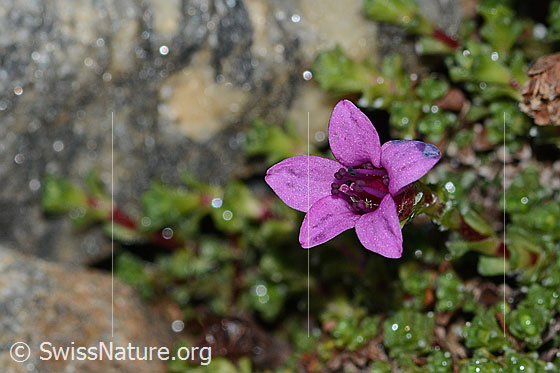 Foto: Gegenblättriger Steinbrech (Saxifraga oppositifolia). Blüte. Ansicht von oben.