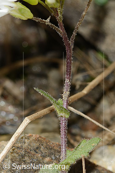 Photo: Arabis alpina. Stem and stem leaf.