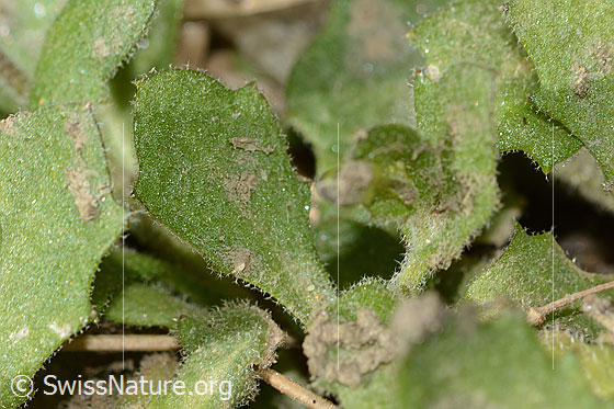 Photo: Arabis alpina. Leaf top.