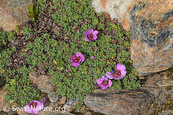 Photo: Saxifraga oppositifolia. Whole plant (habiti).
