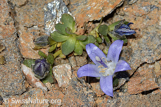 Photo: Campanula cenisia. Whole plant (habiti). View from above.