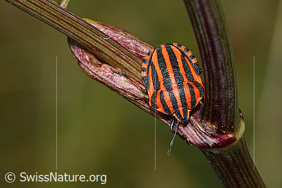 Foto: Streifenwanze (Graphosoma italicum). Länge: 8.5 - 11mm. Ansicht von oben.