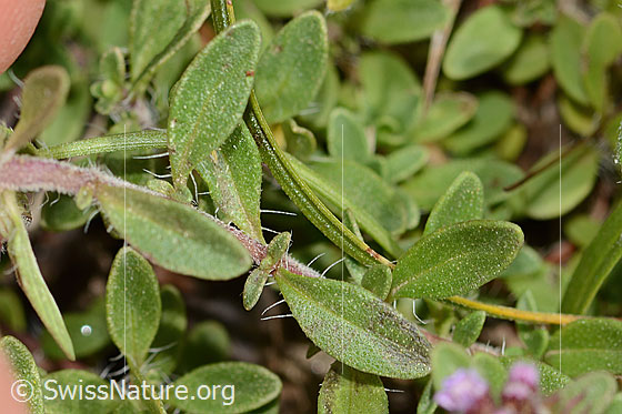 Foto: Wahrscheinlich Frühblühender Thymian (Thymus praecox ssp. praecox). Blätter und Stängel.