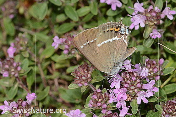 Foto: Kreuzdorn-Zipfelfalter (Satyrium spini) auf Frühblühendem Thymian (Thymus praecox ssp. praecox). Flügel geschlossen. Ansicht von seitlich oben.