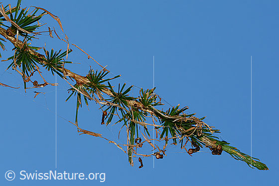 Foto: Lärchenzweig (Larix decidua) nach Befall durch Raupe des Orangegelben Breitflügelspanners (Agriopis aurantiaria). Die Nadeln sind teilweise abgefressen. Zu sehen sind auch die Überreste der Häutung der Raupen.