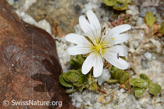 Photo: Cerastium uniflorum. Blossom. Diameter = approx. 2cm.