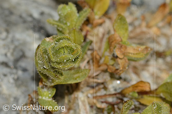 Photo: Cerastium uniflorum. Glandular leaves.