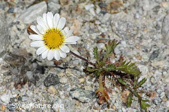 Foto: Gewöhnliche Alpenmargerite (Leucanthemopsis alpina). Ganze Pflanze (Habitus). Höhe = 6cm.