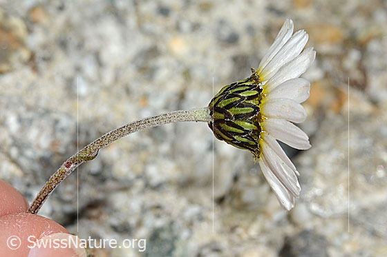 Foto: Gewöhnliche Alpenmargerite (Leucanthemopsis alpina). Stängel, Hüllblätter und Blüte. Ansicht von der Seite.