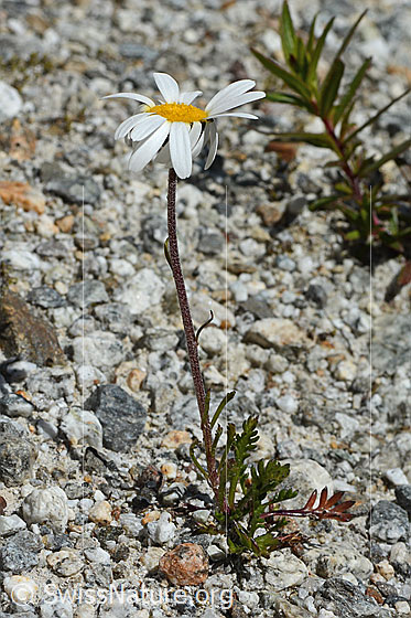 Foto: Gewöhnliche Alpenmargerite (Leucanthemopsis alpina). Ganze Pflanze (Habitus). Höhe = 8cm.