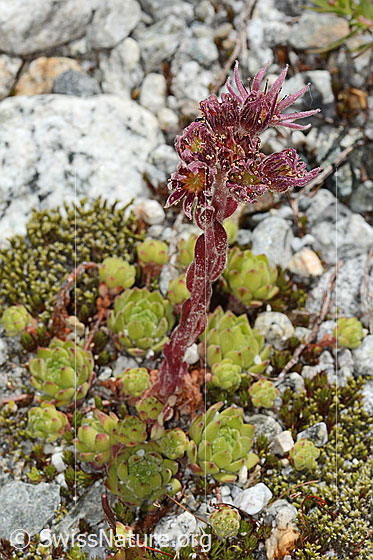 Foto: Berg-Hauswurz (Sempervivum montanum). Ganze Pflanze (Habitus).