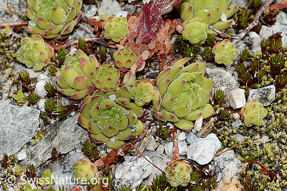 Foto: Berg-Hauswurz (Sempervivum montanum). Blattrosetten.