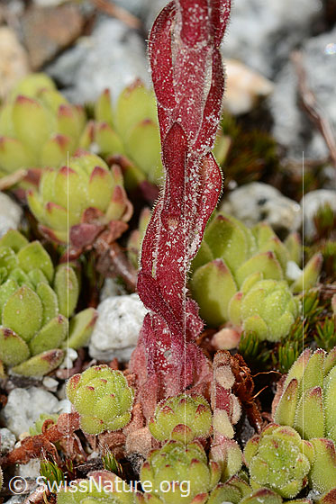 Foto: Berg-Hauswurz (Sempervivum montanum). Stängel.