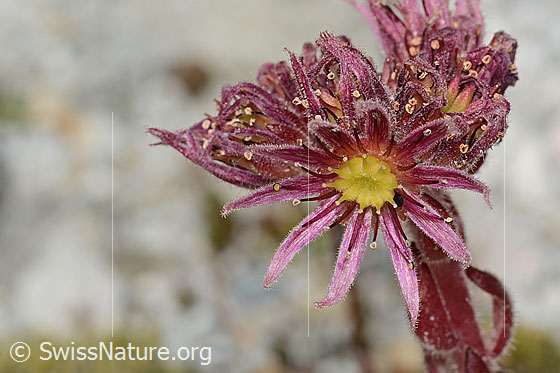 Foto: Berg-Hauswurz (Sempervivum montanum). Blüte. Durchmesser ca. 2cm.