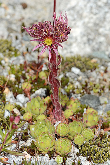 Foto: Berg-Hauswurz (Sempervivum montanum). Ganze Pflanze (Habitus). Höhe = 8cm.