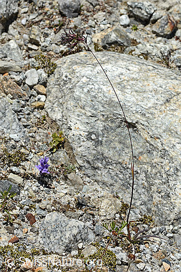 Foto: Wahrscheinlich Alpen-Rispengras (Poa alpina). Ganze Pflanze (Habitus). Höhe = 23cm.