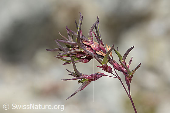 Foto: Wahrscheinlich Alpen-Rispengras (Poa alpina). Rispe. 