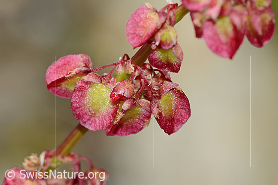 Foto: Schildblättriger Ampfer (Rumex scutatus). Blüten.