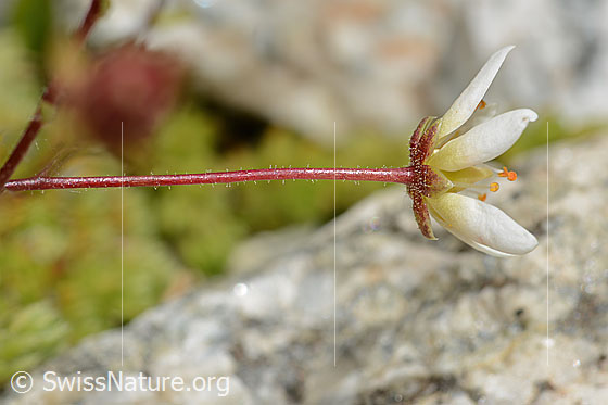 Photo: Saxifraga bryoides. Stem (sparingly glandular hairy) and flower. View from the side.