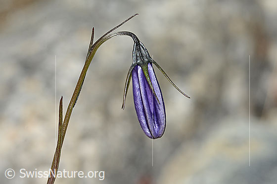 Foto: Scheuchzers Glockenblume (Campanula scheuchzeri). Stängel, Stängelblätter und Knospe.
