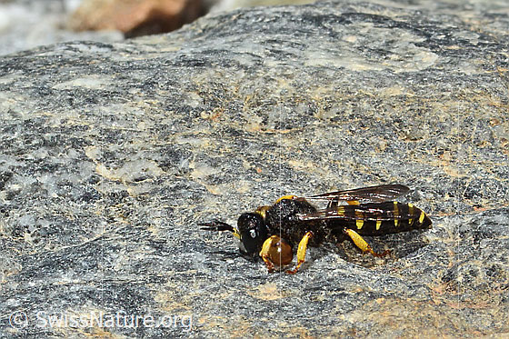 Photo: Crabro peltatus. Length 12mm. Male. View from the side above.