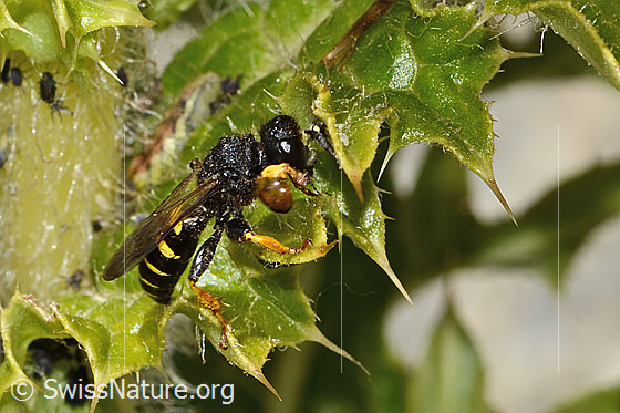 Photo: Crabro peltatus on Cirsium spinosissimum. Male. View from diagonally above.