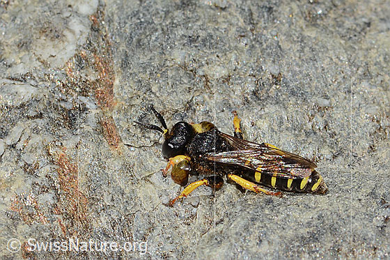 Photo: Crabro peltatus. Male. View from the side above.