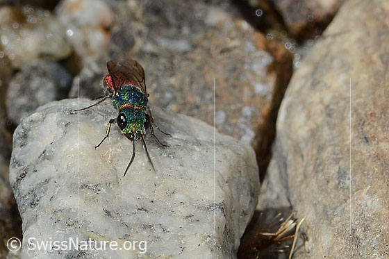 Foto: Wahrscheinlich Chrysis ruddii (Goldwespe aus der Chrysis Ignita-Gruppe). Länge 10mm. Weibchen. Ansicht von vorne oben.