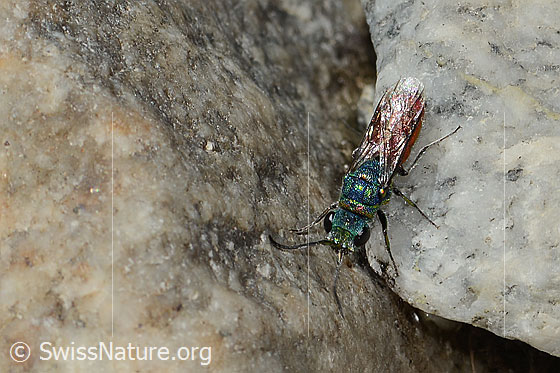 Foto: Wahrscheinlich Chrysis ruddii (Goldwespe aus der Chrysis Ignita-Gruppe). Länge 10mm. Weibchen. Ansicht von oben.