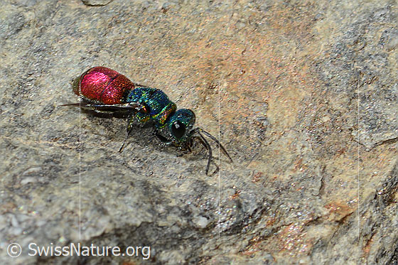 Foto: Wahrscheinlich Chrysis ruddii (Goldwespe aus der Chrysis Ignita-Gruppe). Länge 10mm. Weibchen. Ansicht von seitlich oben.