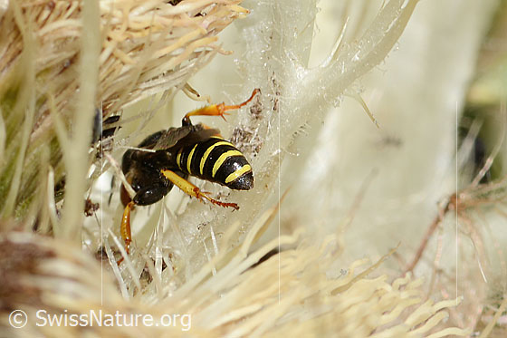 Photo: Crabro peltatus on Cirsium spinosissimum. Male. View from behind.