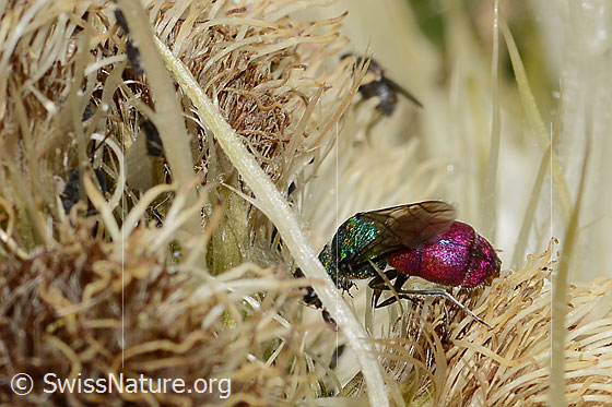 Foto: Wahrscheinlich Chrysis ruddii (Goldwespe aus der Chrysis Ignita-Gruppe) auf Alpen-Kratzdistel (Cirsium spinosissimum). Länge 10mm. Weibchen. Ansicht von oben.