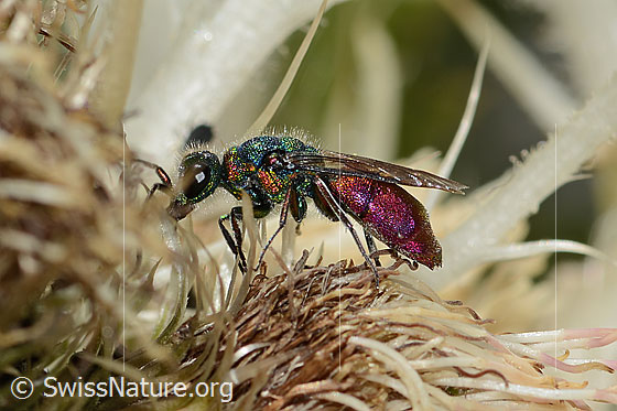 Foto: Wahrscheinlich Chrysis ruddii (Goldwespe aus der Chrysis Ignita-Gruppe) auf Alpen-Kratzdistel (Cirsium spinosissimum). Länge 10mm. Weibchen. Ansicht von der Seite.