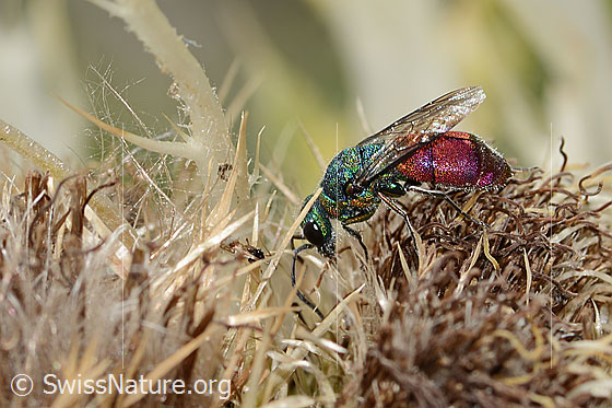 Foto: Wahrscheinlich Chrysis ruddii (Goldwespe aus der Chrysis Ignita-Gruppe) auf Alpen-Kratzdistel (Cirsium spinosissimum). Länge 10mm. Weibchen. Ansicht von seitlich oben.