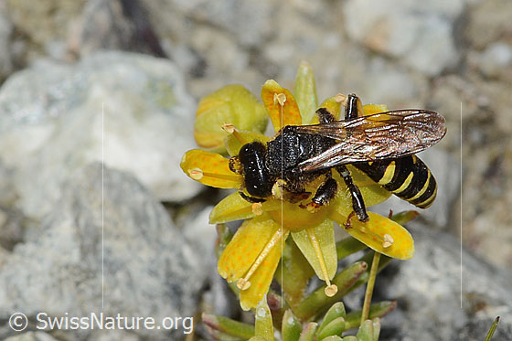 Photo: Crabro peltatus on Saxifraga aizoides. Length 11mm. Male. View from diagonally above.